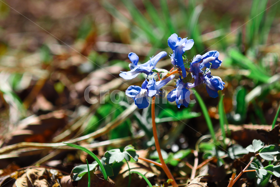 꽃,야생화,식물,자연,숲,초록,봄,forest,flower