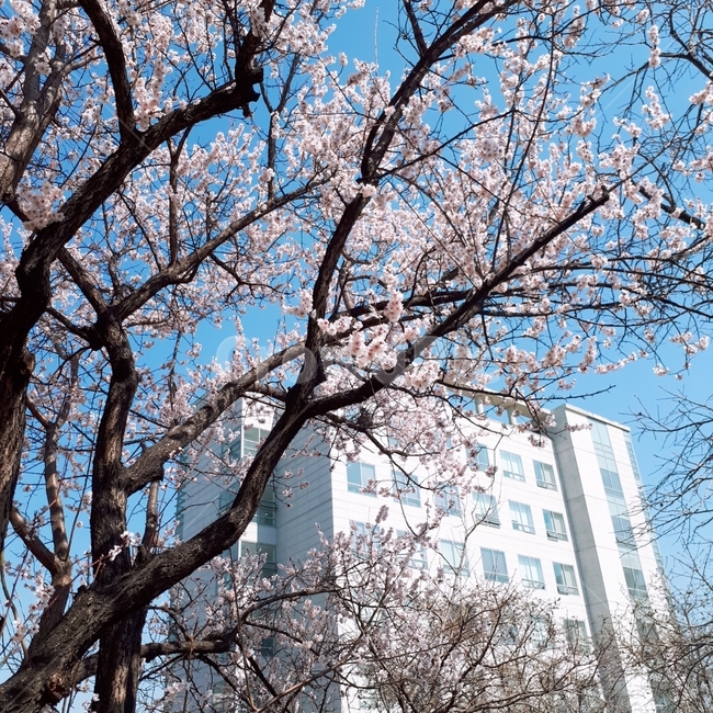 벚꽃,봄,꽃,나무,파란하늘,식물,자연,plants,nature,꽃,flower