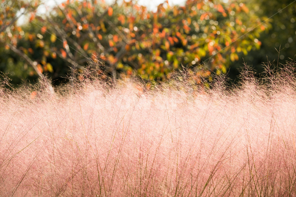 핑크뮬리,핑크뮬리,가을,공원,풍경,자연,꽃,야외,실외,자연,풍경,nature,landscape