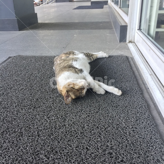 고양이,동물,누워있는고양이,얼룩고양이,귀여움,동물,animal,포유류,mammal,고양이,cat,kitten,kitty