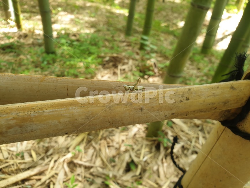 곤충,벌레,insect,bug,메뚜기