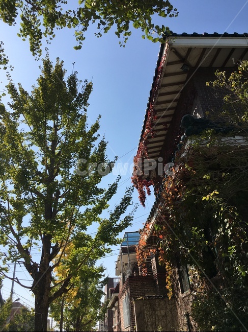 tree,나무,가을,물들다,fall