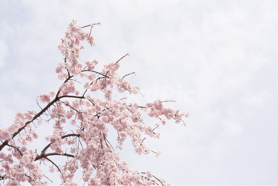 벚꽃,나무,분홍,봄,꽃,봄,계절,spring,season,식물,자연,plants,nature,꽃,flower,감성,sensible,feeling,plant,blossom