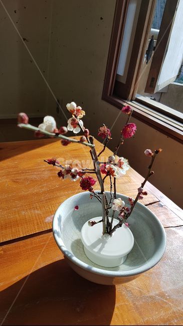 다기,봄,꽃,차,햇살,매화,생명력,꽃꽂이,장식,식물,병장식,flower,항아리,미술,도기류,pottery