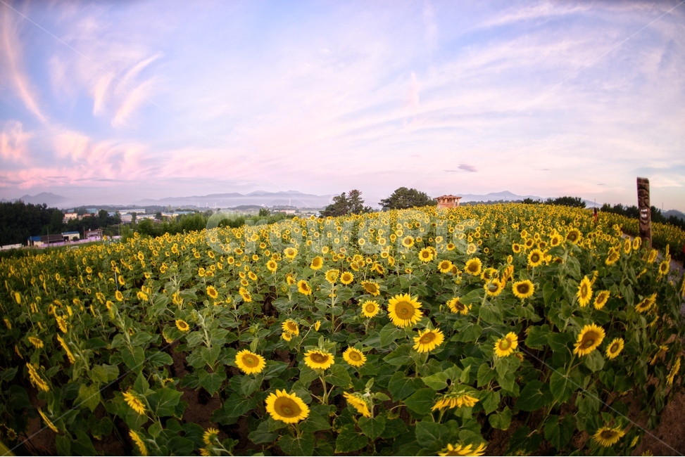 해바라기,꽃,yellow,그린,식물,자연,풍경,nature,landscape,식물,plants,꽃,flower,plant