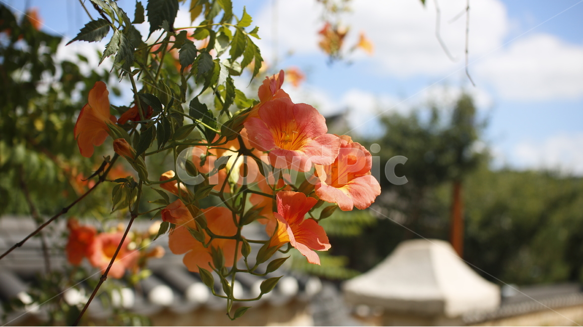 꽃,능소화,trumpetcreeper,생화,flower,한옥,하늘,능소화나무,greattrumpetflower,凌霄花,花,플라워,realflower,naturalflower,자연,natural,주황색,orange,주황,color,식물,자연,plants,nature,꽃,flower