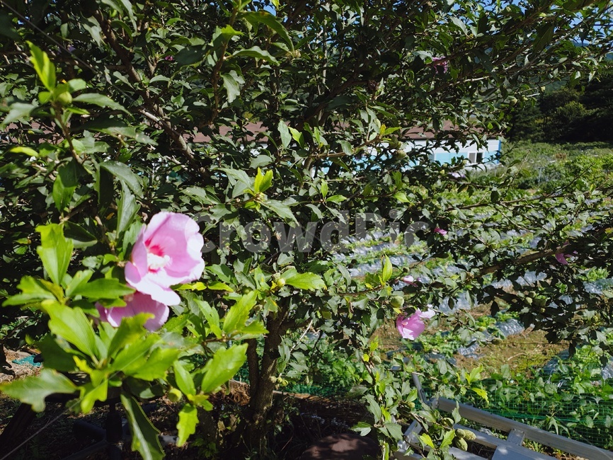 무궁화,꽃,국화,식물,plant,flower,식물,자연,plants,nature,꽃,flower