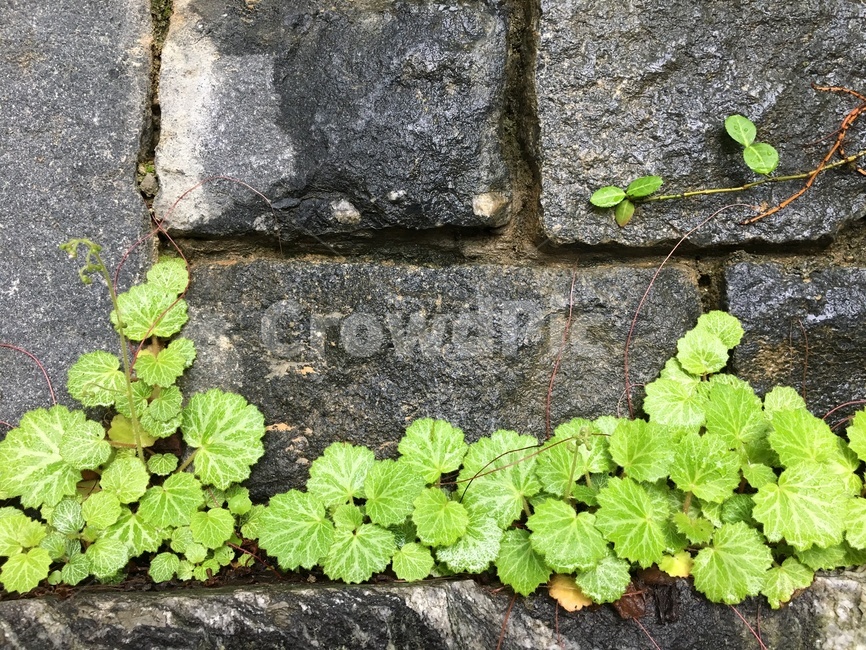 풀,초록,돌담,돌담길,싱그러운,식물,자연,plants,nature