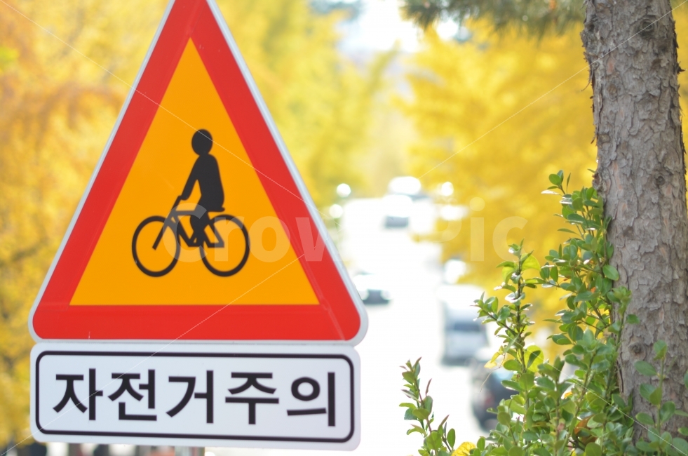 가을,식물,자연풍경,도시,색감,감성,교통,따스함,교통,교통수단,traffic,transportation,vehicle,차량,bicycle,자전거,bike