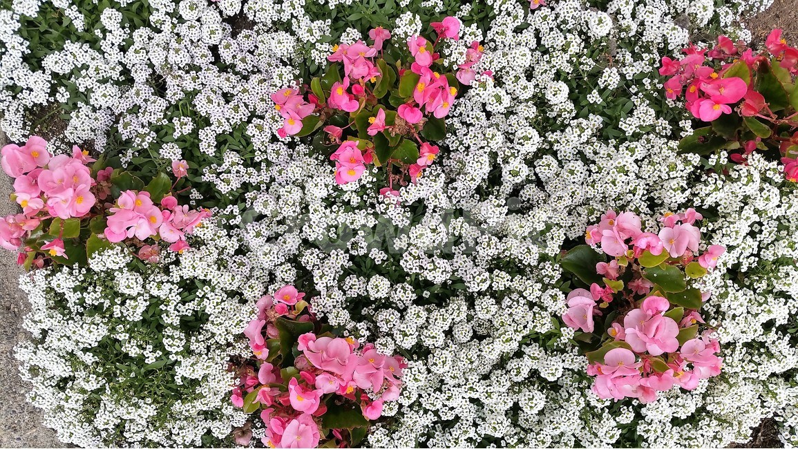 하얀꽃,붉은꽃,자연,식물,정원,아름다움,식물,자연,plants,nature,꽃,flower