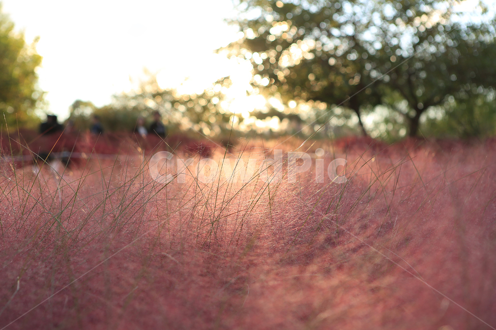 핑크뮬리,하늘공원,핑크,역광사진,pinkmuhlygrass,backlight,가을,계절,fall,autumn,season,식물,자연,plants,nature,grass,잔디,plant,field,들,savanna,대초원,grassland,목초지,outdoors,옥외