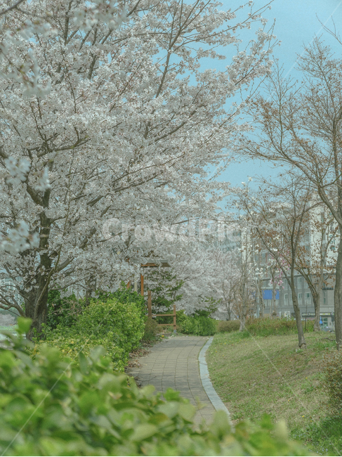plant,봄,벚꽃,spring,cherryblossoms