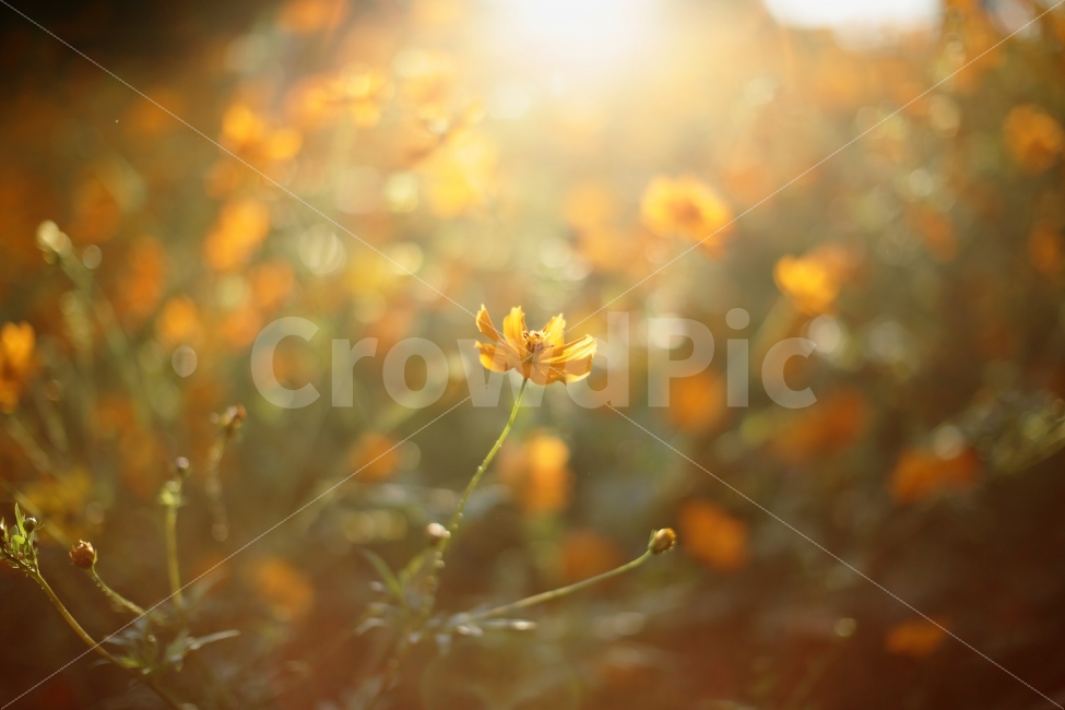 꽃,코스모스,올림픽공원,감성,주황,빛,배경,ppt,느낌,사랑,like,love,feel,light,식물,자연,plants,nature,꽃,flower,휴식,힐링,rest,relaxation,healing,감성,sensible,feeling