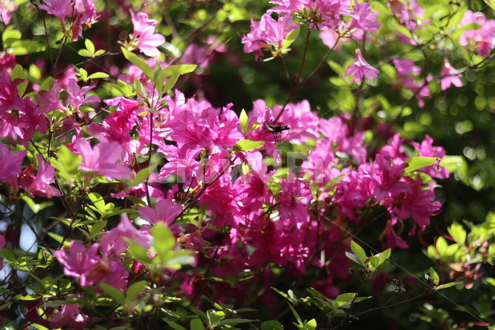 영산홍,핑크,빛,연두잎,따스함,식물,자연,plants,nature,꽃,flower