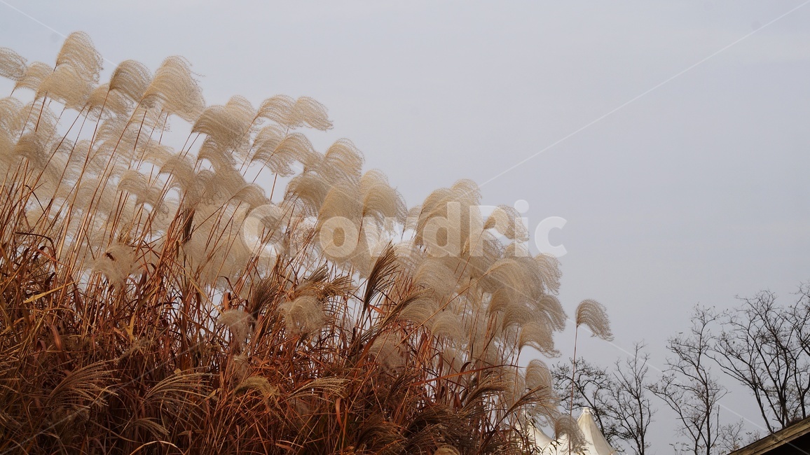 가을,가을풍경,하늘공원,억세풀,갈대,가을,계절,fall,autumn,season,식물,자연,plants,nature,grass,잔디,plant