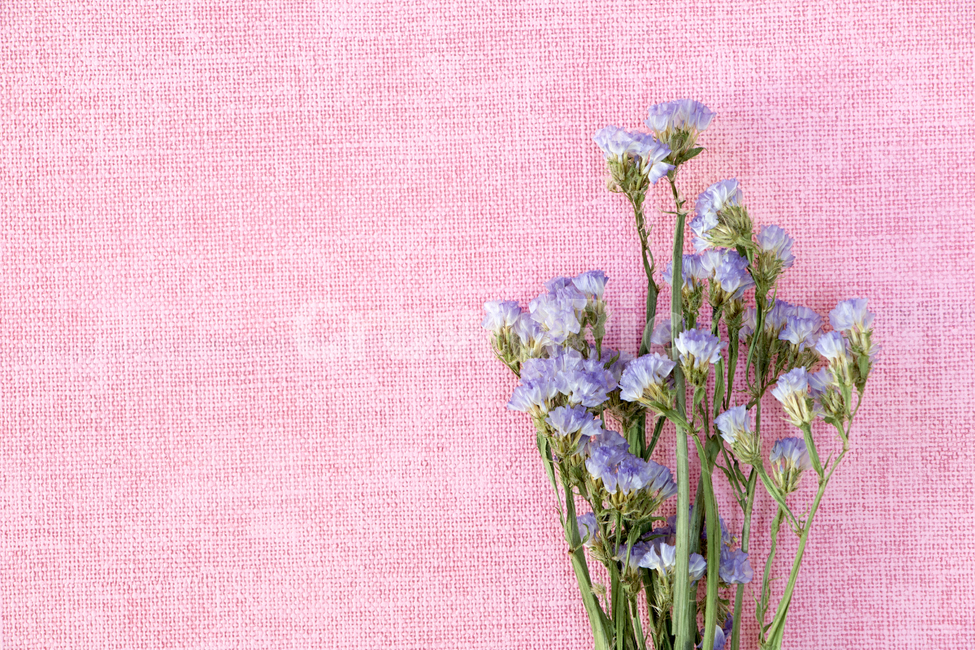 드라이플라워,말린꽃,꽃,식물,프레임,이벤트,건조,빈티지,꽃,flower