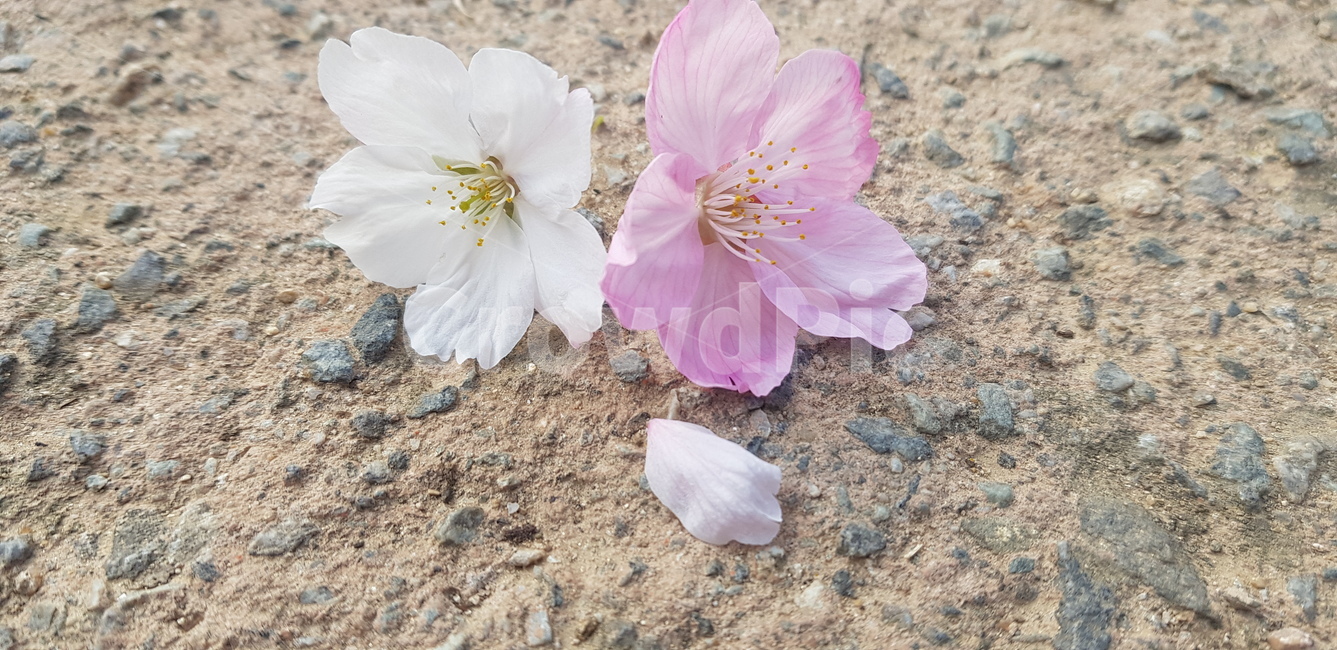 꽃,flower,daffodil,봄,blossom,plant,벚꽃