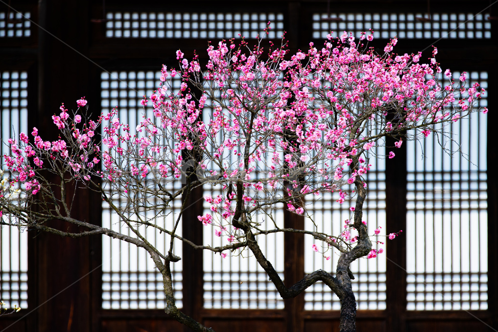 봄,꽃,홍매화,고택,감성,봄,계절,spring,season,한국전통,한국문화,korean traditional,korean culture,식물,자연,plants,nature,꽃,flower,나무,trees,wood,plant