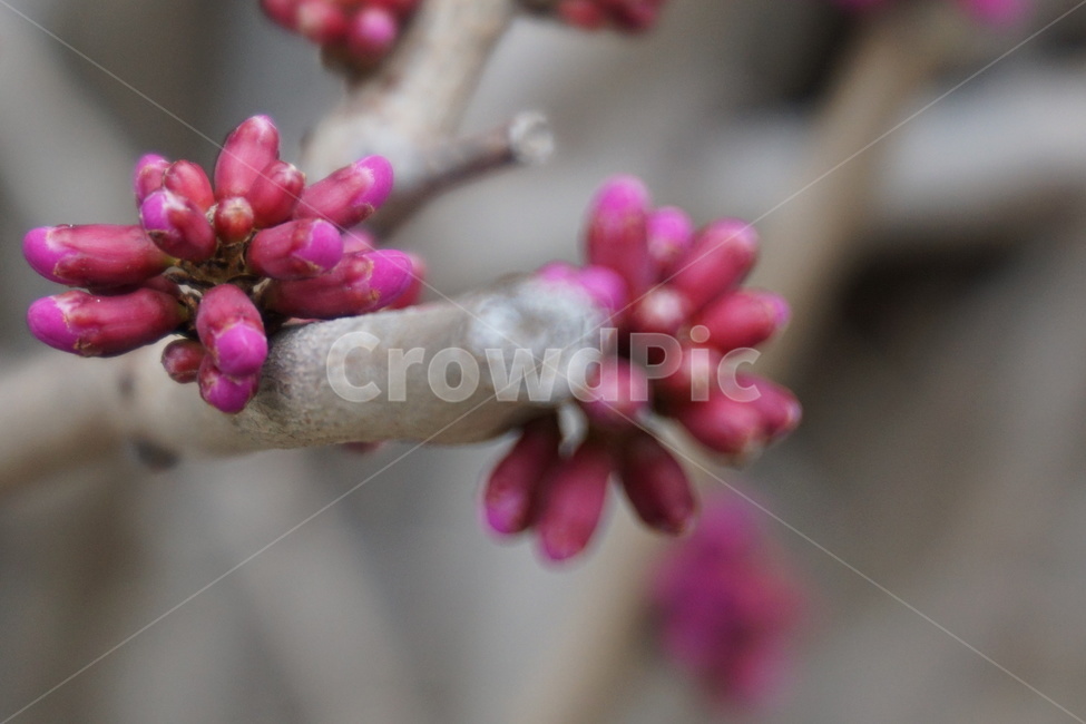 꽃,봄꽃,박태기나무꽃,분홍색,꽃나무,봄,3월,나뭇가지,봄,계절,spring,season,식물,자연,plants,nature,꽃,flower,plant,sprout,새싹,bud,싹,blossom