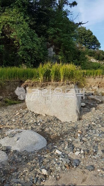 Rice damage,Typhoon damage site,rice,Typhoon damage,Rice field loss