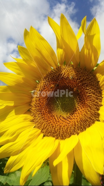 plant,식물,blossom,꽃,sunflower,해바라기,활짝핀,배경,nature,자연,yellow,노란