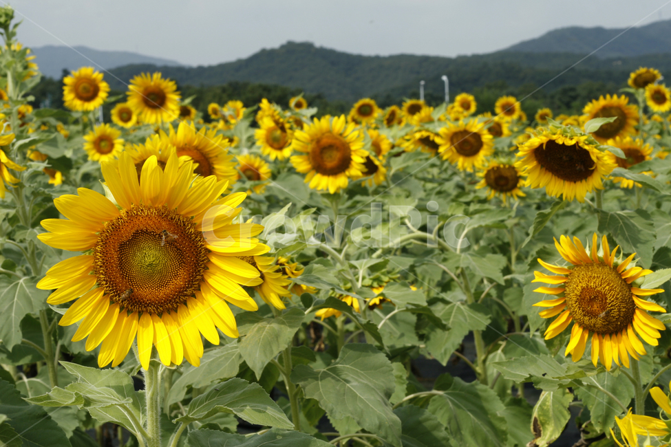 해바라기,꽃,여름,풍경,군락지,여름,계절,summer,season,가을,fall,autumn,식물,자연,plants,nature,꽃,flower,plant,blossom,sunflower