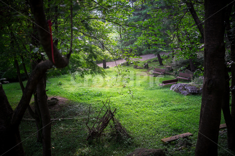 산,산속,추월산,등산,숲,숲길,숲속,초록,나무,들판,목초지,자연,풍경,nature,landscape,tree,tree trunk,나무 줄기,plant,식물,ground,바닥