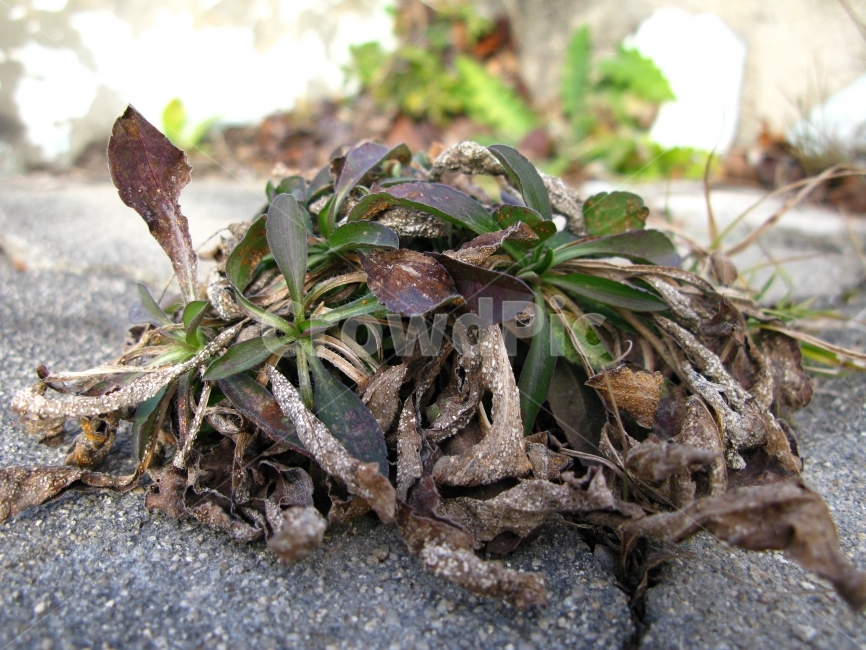 식물,플,배경,낙엽,가을,식물,자연,plants,nature