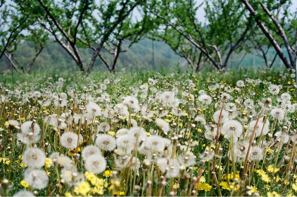 민들레,꽃,노랑,초록,꽃씨,흩날림,감성,봄,계절,spring,season,식물,자연,plants,nature,꽃,flower,감성,sensible,feeling,휴식,힐링,rest,relaxation,healing,plant,blossom