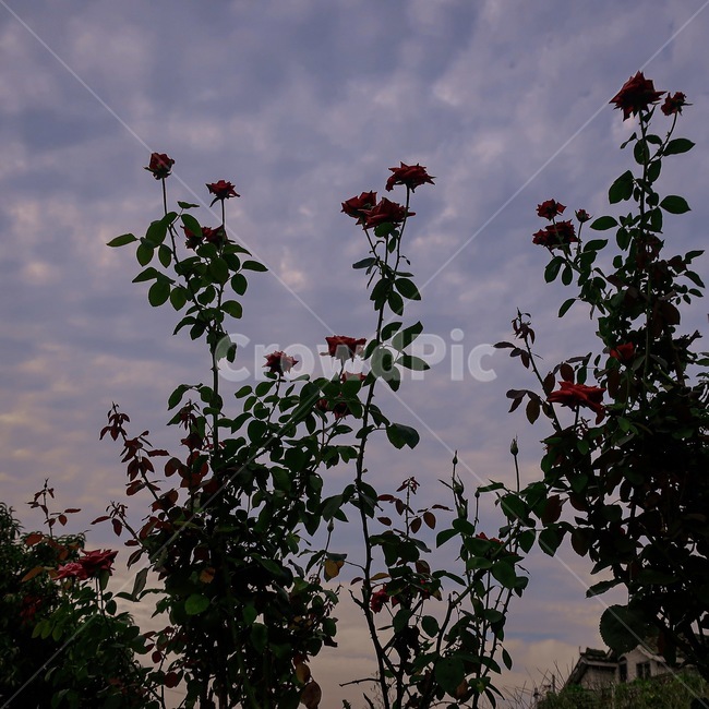노을,하늘,장미,꽃,자연,식물,자연,plants,nature