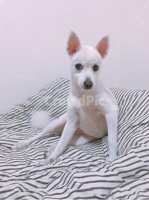 애견,반려견,애완견,강아지,스피츠,spitz,동물,개,dog,포유류,가족,패밀리,family,동물,animal,포유류,mammal,개,강아지,dog,doggy