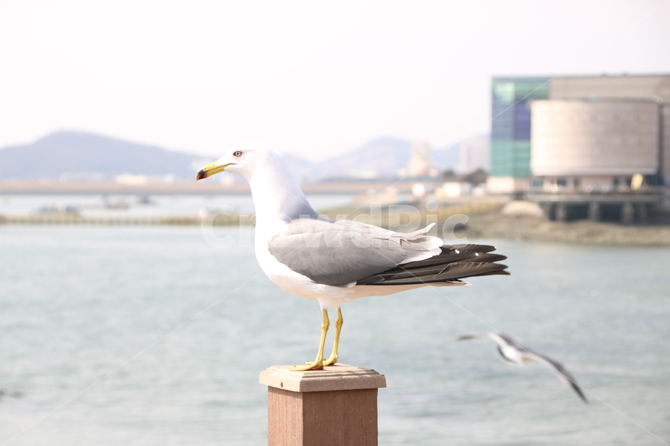 갈매기,바닷가,조류,새,해변,동물,animal,조류,새,birds