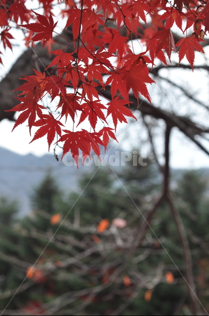 낙엽,산,나무,단풍,가을
