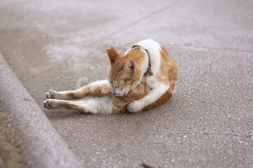 고양이,cat,road,cute,귀여운,동물,animal,포유류,mammal,고양이,cat,kitten,kitty