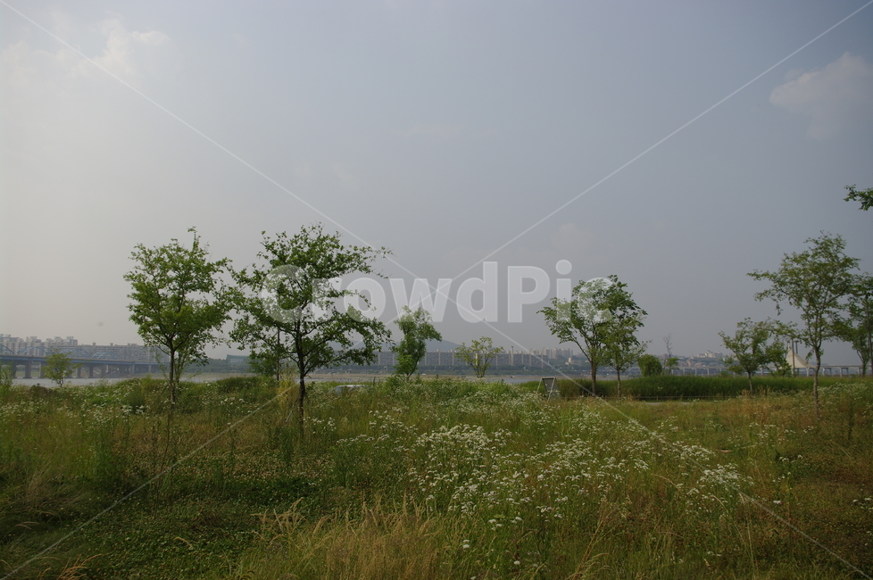 나무,풍경,식물,plant,한강