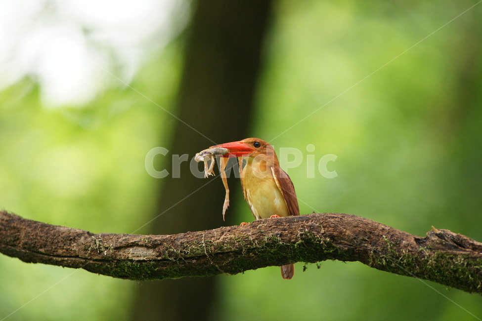 호반새,사냥,육추,조류,새,동물,animal,조류,새,birds