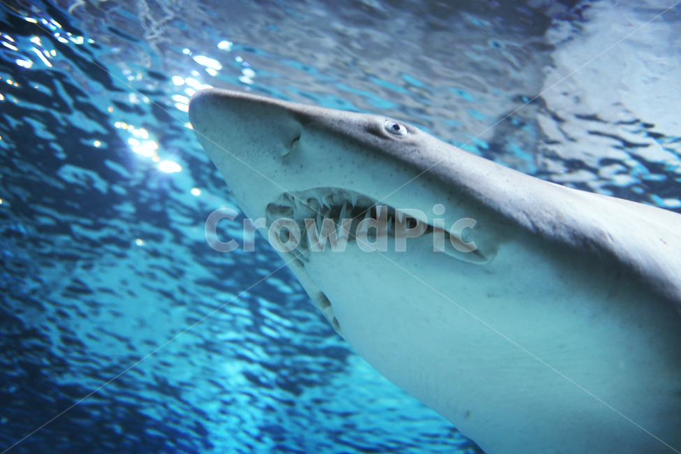 이빨,상어,animal,shark,fish,짐승,수중,물가,바닷가,동물,물고기,해양생물,아쿠아리움,aquarium,sealife,동물,animal