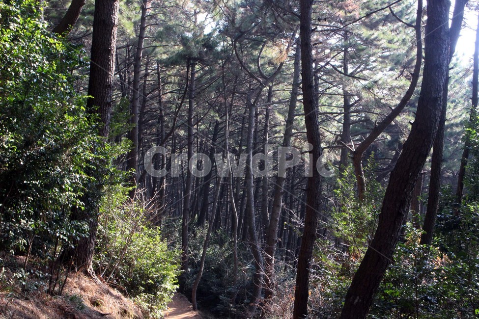 나무,숲,산,자연,흙,가지,나뭇가지,풍경,여행,산림,힐링,산림욕,잎,초록색,햇살,자연,풍경,nature,landscape,tree,plant,식물