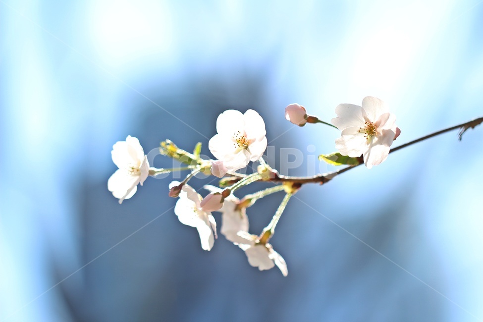 꽃,벚꽃,봄,봄축제,식물,flower,사쿠라