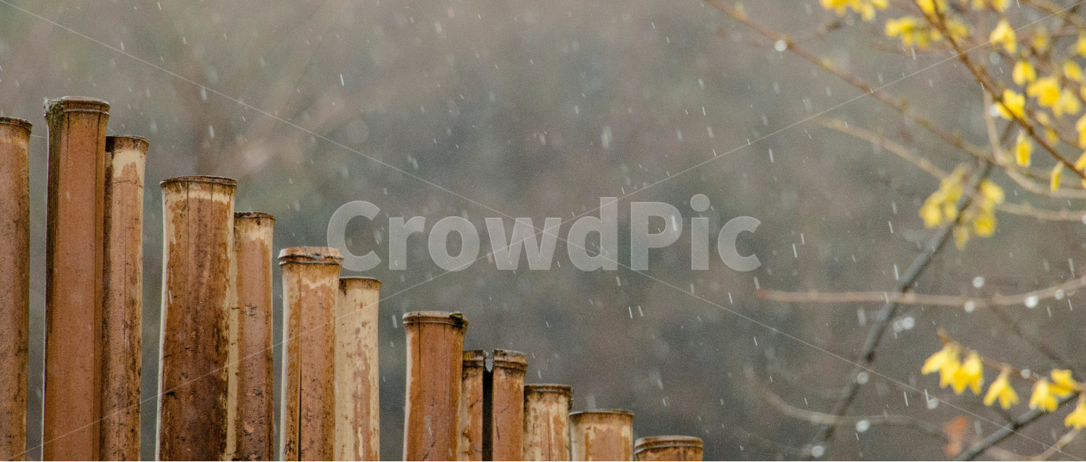 봄,울타리,비,봄비,비오는날,봄,계절,spring,season,비,비오는날,rain,rainy