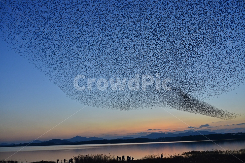 animal,동물,flock,대군,nature,자연,outdoors,옥외,고창,동림지,가창오리,가창오리군무,군무,황혼,노을,자연,풍경,nature,landscape