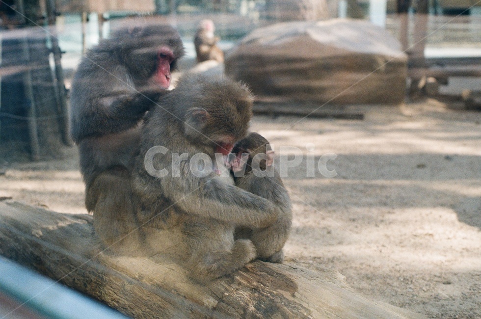 원숭이,동물가족,동물,동물원,원숭이가족,원숭이엄마,아기원숭이,zoo,family,animal