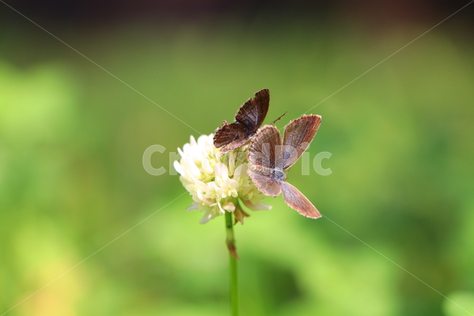 꽃,식물,동물,풍경,자연,식물,자연,plants,nature,꽃,flower,동물,animal,곤충,벌레,insect,bug