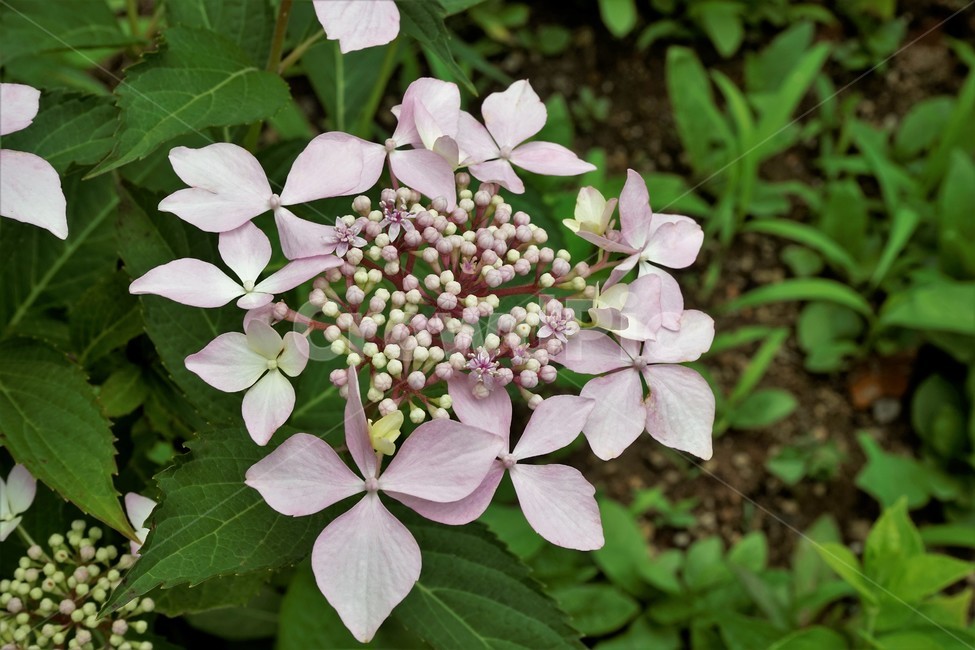 산수국,자연,식물,꽃,flower,bloom,유성화,무성화,가꽃