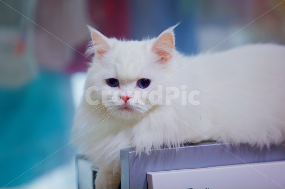 고양이,냐옹이,냥냥,집사,cat,cats,개냥이,야용이,반려묘,터키쉬앙고라,sussianblue,pet,mew,야옹,냥냥펀치,동물,animal,포유류,mammal,고양이,cat,kitten,kitty