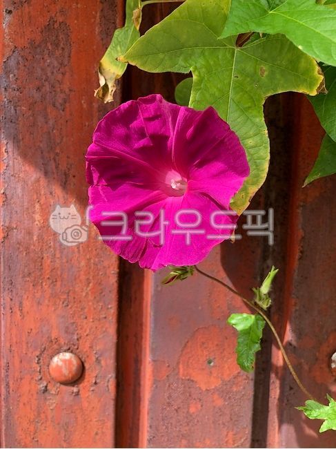 나팔꽃,분홍색나팔꽃,나팔꽃배경,가을꽃,꽃,식물,가을,가을배경,꽃배경