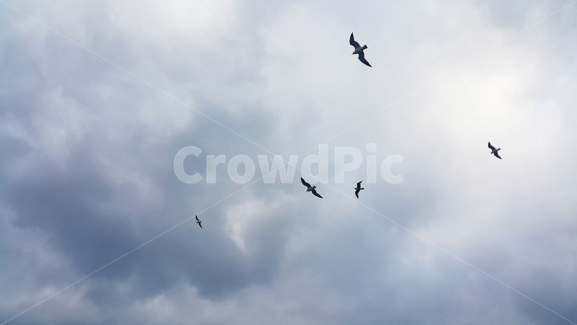 하늘,구름,갈매기,날다,우울한,비올듯한,비오기전,새,bird,animal,동물,flying,동물,animal,조류,새,birds