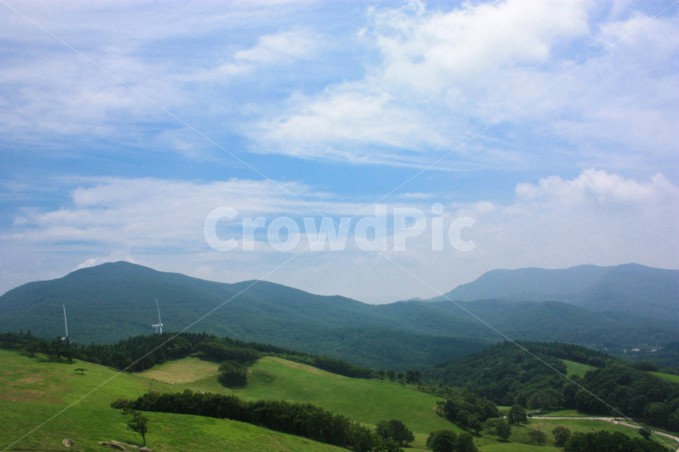 목장,산,하늘,정상,강릉,양,바람,숲,풍경,자연