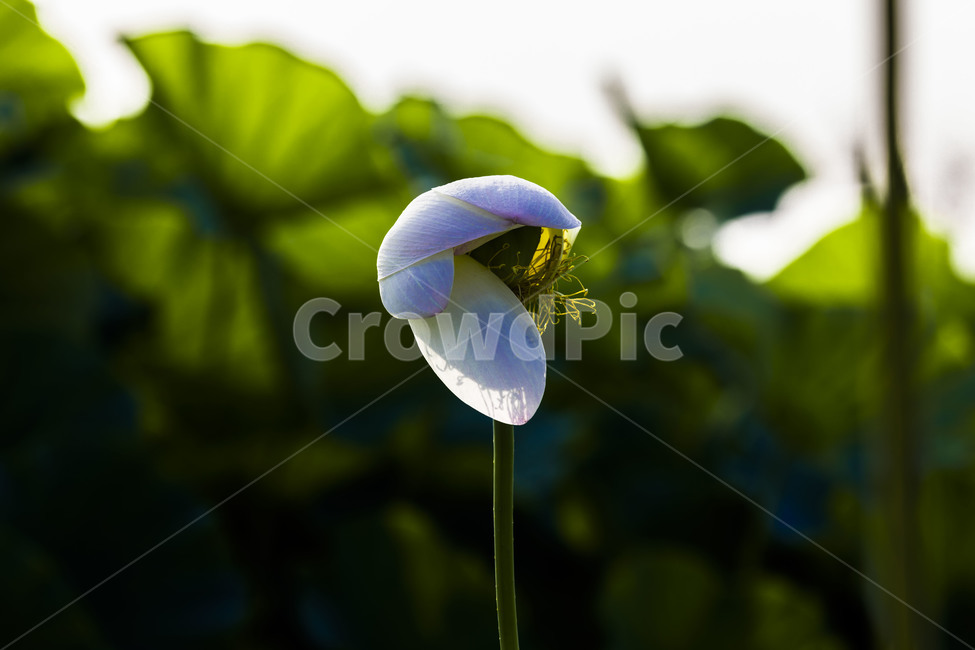 연잎,연,식물,감성,자연,관곡지,습지,연꽃,식물,자연,plants,nature,꽃,flower
