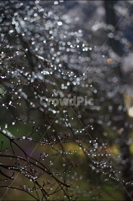 빛,보케,야경,나무,불빛,야경,밤,풍경,nightscape,night,landscape,식물,자연,plants,nature,비,비오는날,rain,rainy
